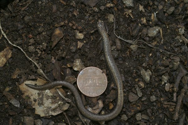 Comment choisir entre une vente à découvert et une vente régulière pour une propriété en difficulté ?